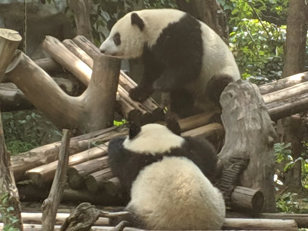 Two giant pandas on a wooden climbing structure at Chengdu Research Base of Giant Panda Breeding.