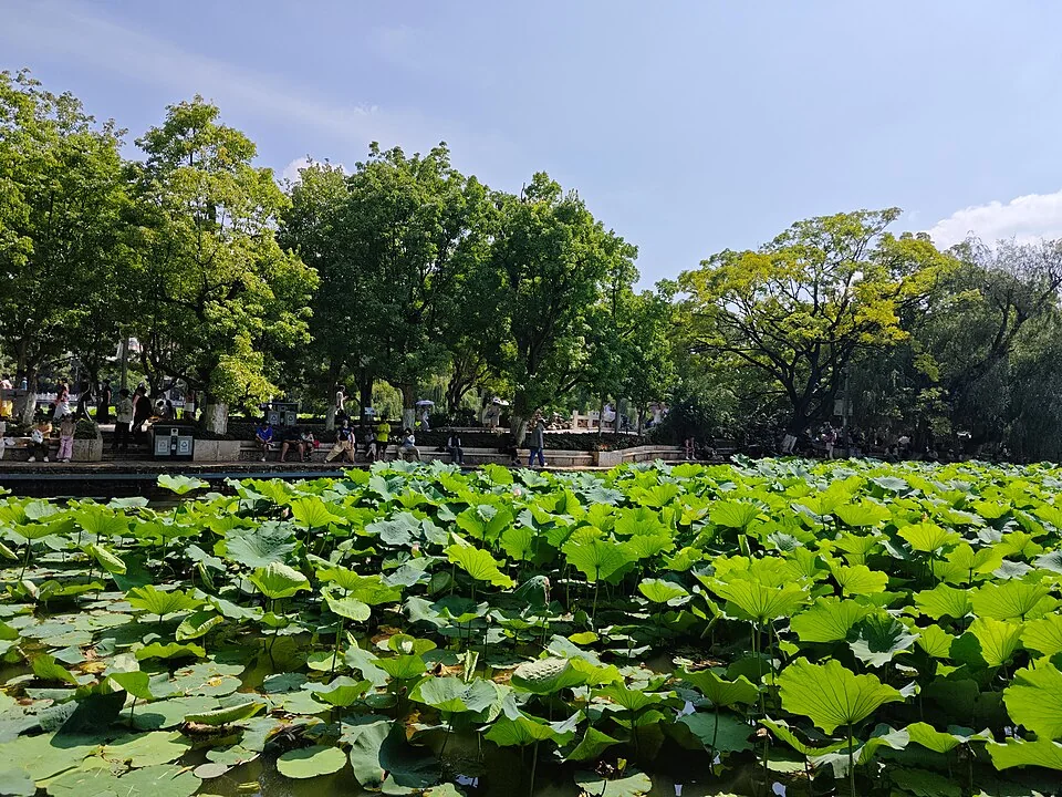 Lotus leaves across Green Lake in Kunming, with visitors sitting or walking along the tree-shaded opposite shore.