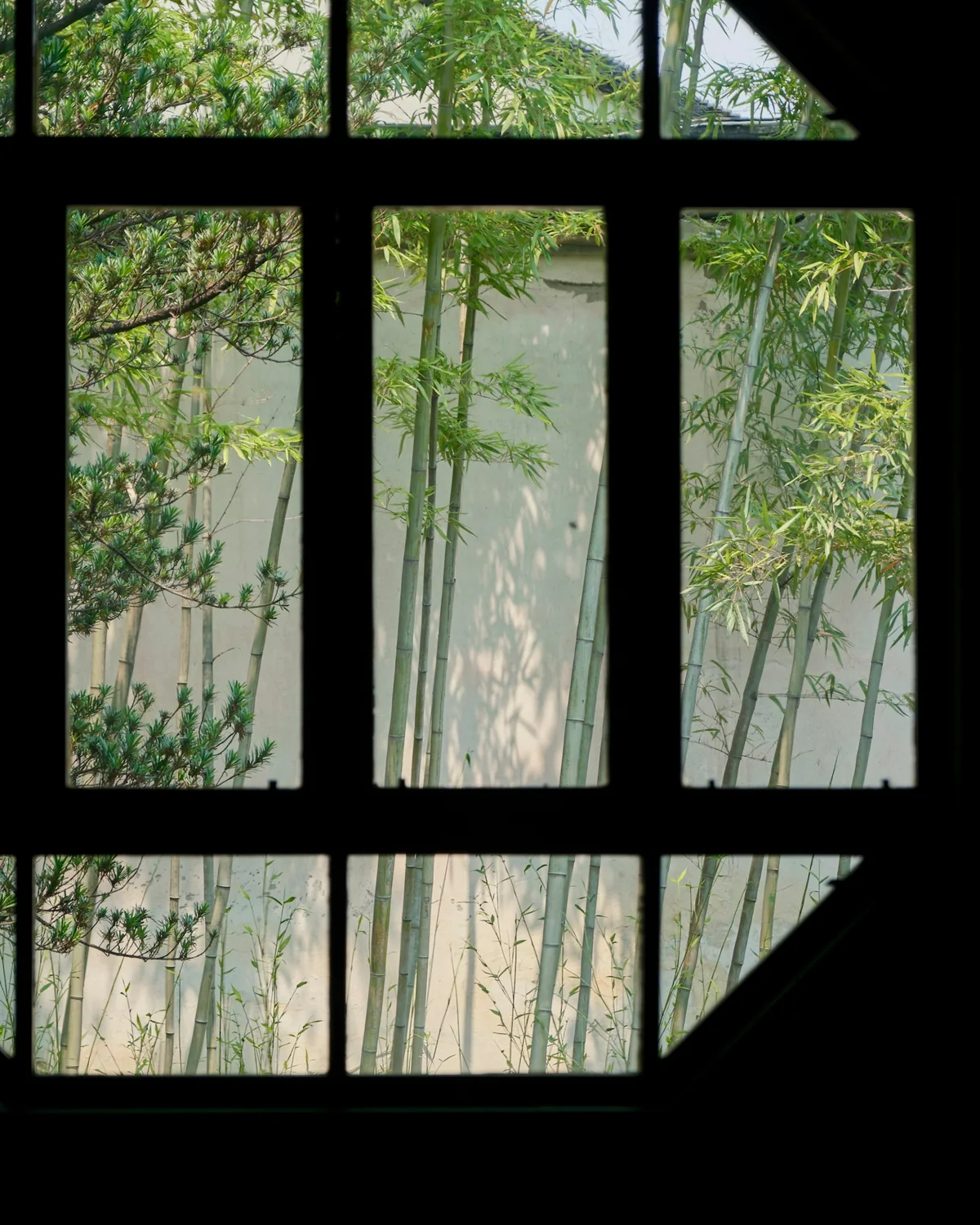 Bamboo and a pale wall seen through a geometric window at the Lingering Garden, Suzhou.